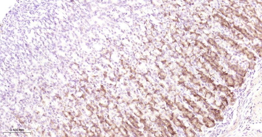 Rabbit anti-AGR2 Monoclonal Antibody