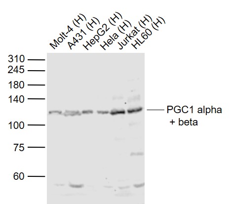 Rabbit anti-PGC1α+β Polyclonal Antibody