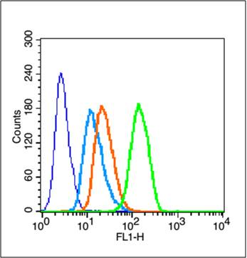 Rabbit anti-Phospho-Cyclin E1(Thr77) Polyclonal Antibody