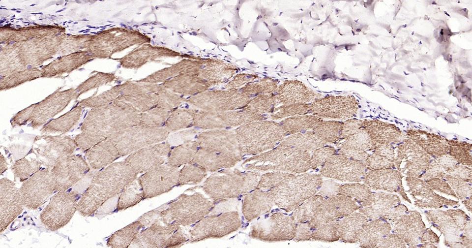 Rabbit anti-Cytochrome C Monoclonal Antibody
