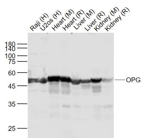 Rabbit anti-OPG Polyclonal Antibody