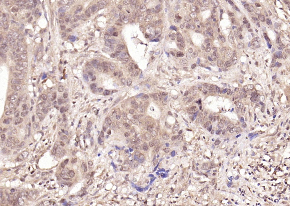 Rabbit anti-Phospho-NFKB1(Ser337) Polyclonal Antibody