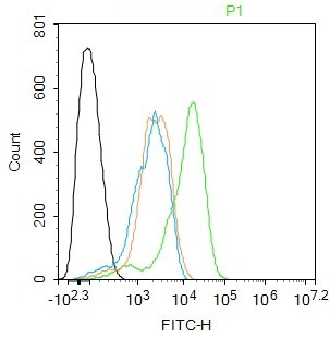 Rabbit anti-Phospho-CHK2(Thr383) Polyclonal Antibody
