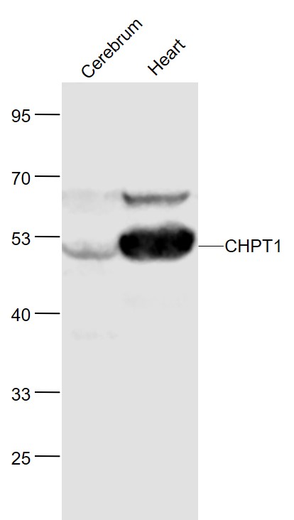 Rabbit anti-CHPT1 Polyclonal Antibody