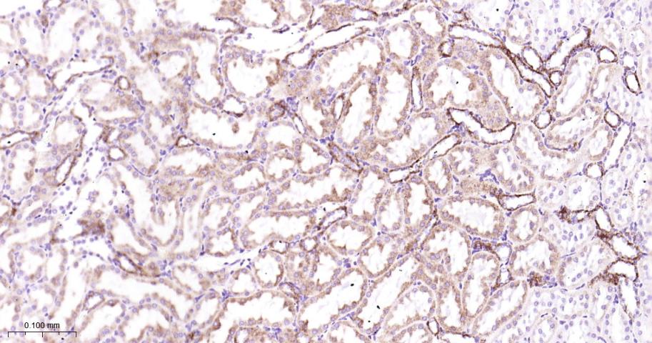 Rabbit anti-COX IV Monoclonal Antibody