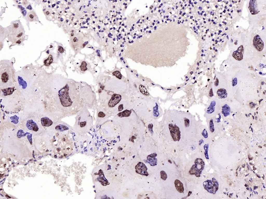 Rabbit anti-Phospho-FoxO1(Ser329) Polyclonal Antibody