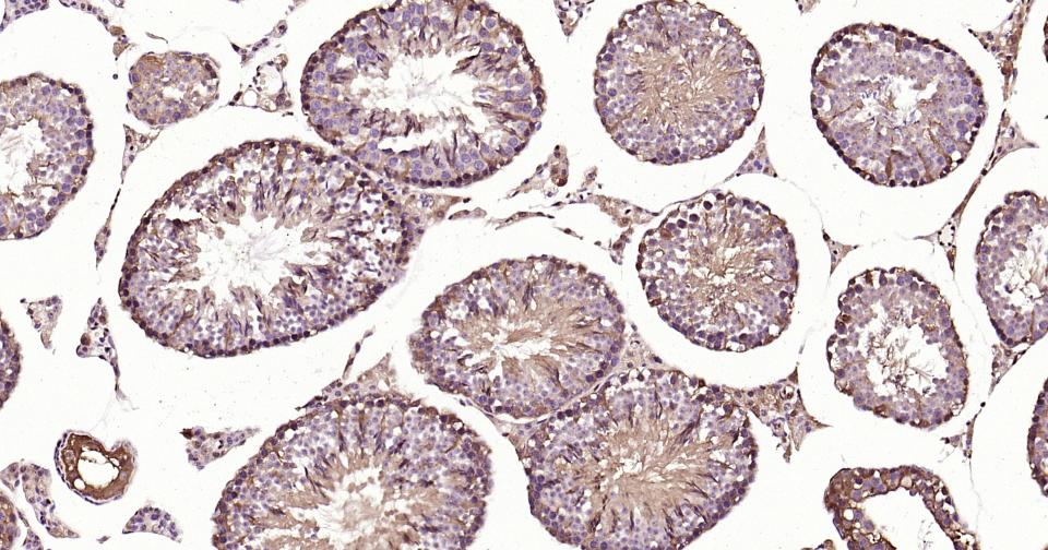 Rabbit anti-GAPDH Polyclonal Antibody