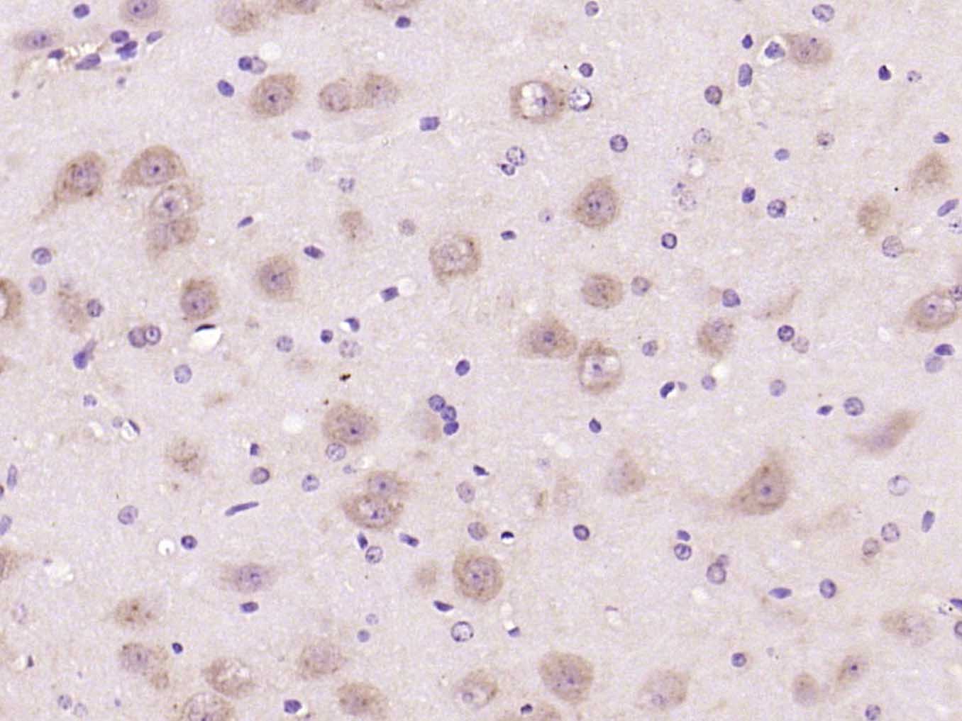 Rabbit anti-Phospho-mTOR(Ser2481) Polyclonal Antibody
