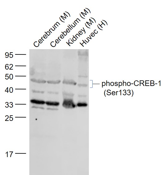 Rabbit anti-Phospho-CREB-1(Ser133) Polyclonal Antibody
