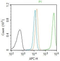 Rabbit anti-Phospho-GCN2(Thr899) Polyclonal Antibody