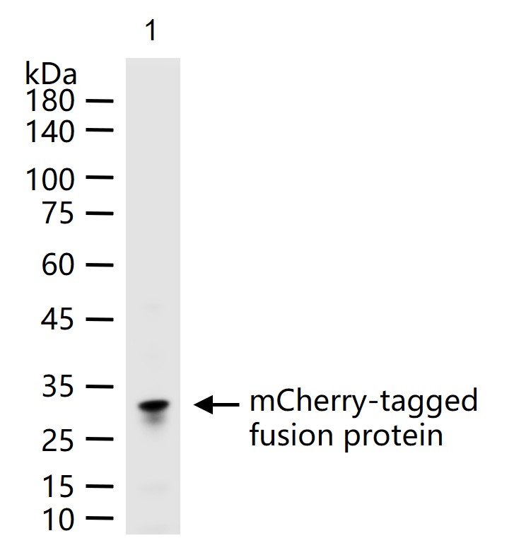 Rabbit anti-mCherry-Tag Polyclonal Antibody