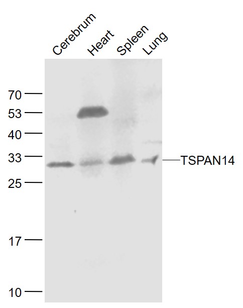 Rabbit anti-TSPAN14 Polyclonal Antibody