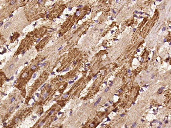Rabbit anti-Phospho-HSP27(Ser78) Polyclonal Antibody