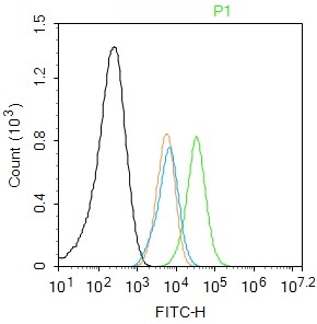 Rabbit anti-Phospho-Bcl-2(Ser70) Polyclonal Antibody