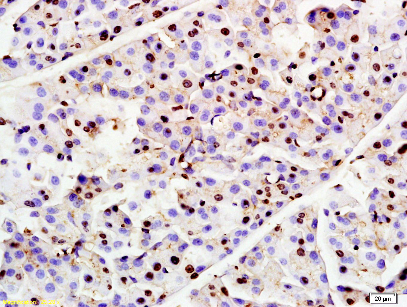 Rabbit Anti-RNF7 Polyclonal Antibody