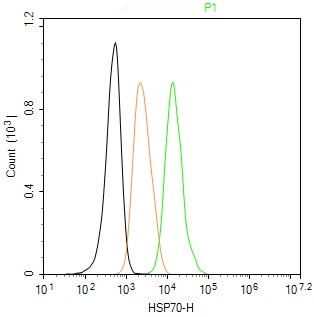 Rabbit anti-HSP70 Monoclonal Antibody
