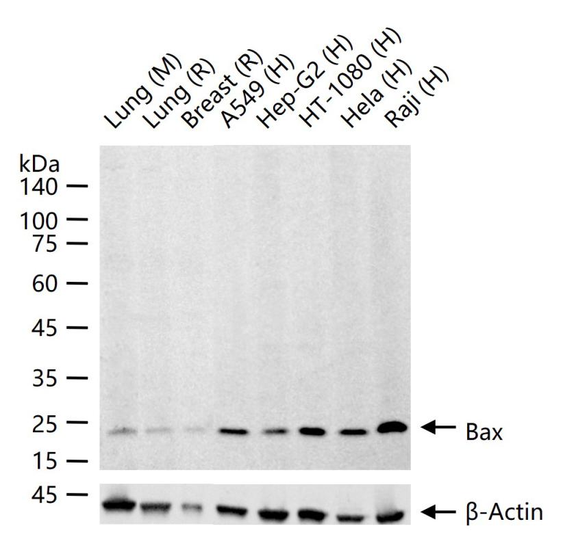 Rabbit anti-Bax Monoclonal Antibody