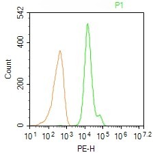 Rabbit anti-FoxP3 Polyclonal Antibody