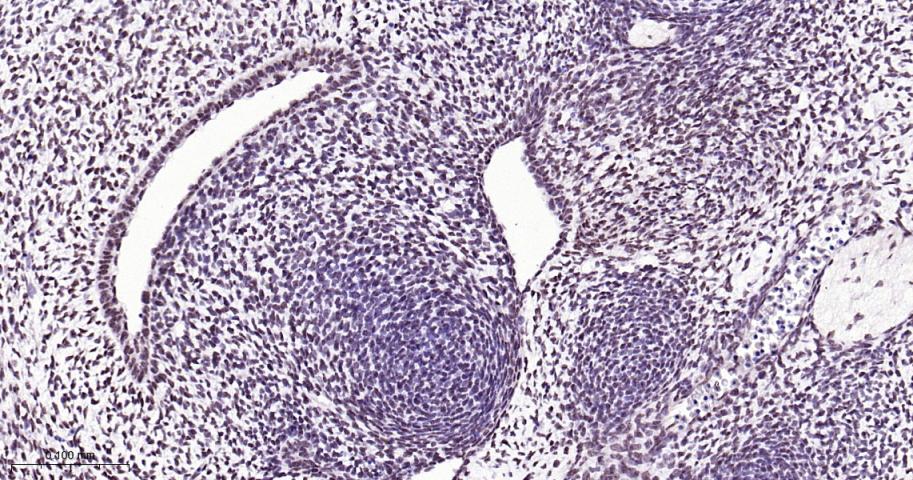 Rabbit anti-bFGF Monoclonal Antibody