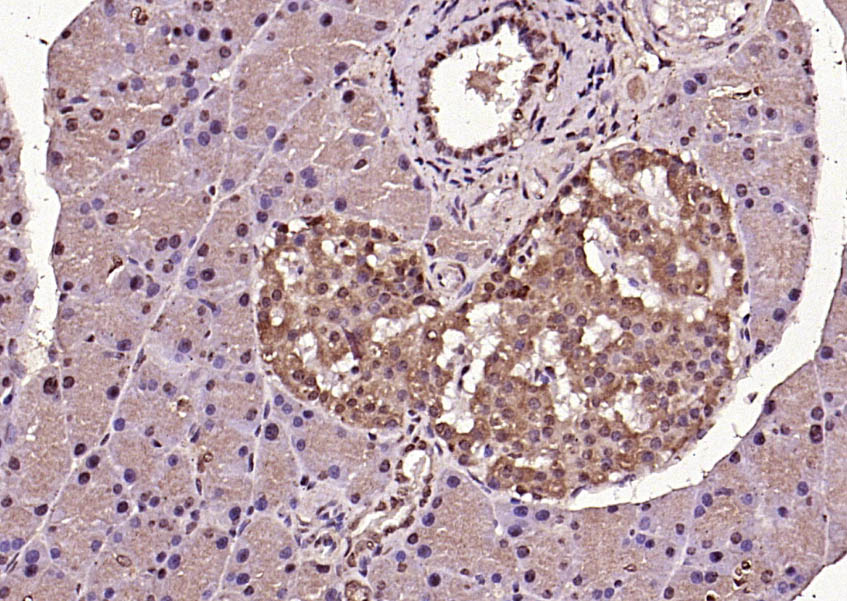 Rabbit anti-Phospho-ERK1(Thr202/Tyr204)+ERK2(Thr183/Tyr185) Polyclonal Antibody