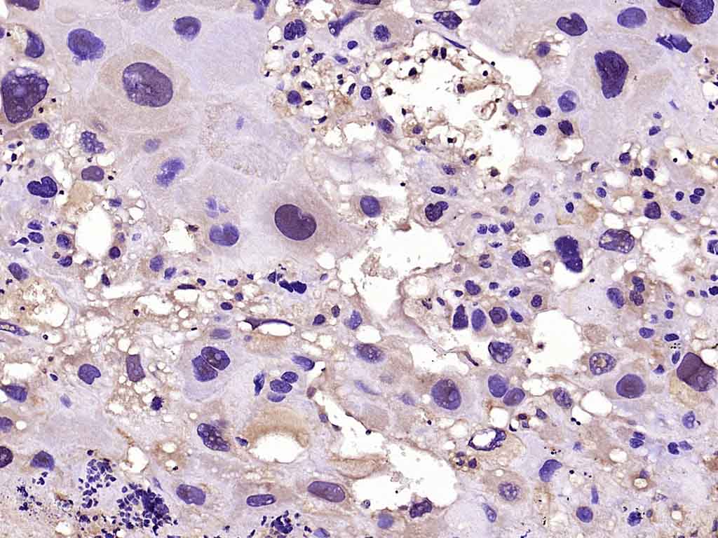 Rabbit anti-Phospho-FoxO1(Ser329) Polyclonal Antibody