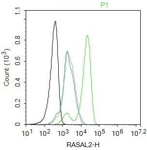 Rabbit anti-RASAL2 Polyclonal Antibody