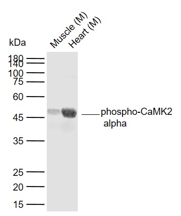 Rabbit anti-Phospho-CaMK2α(Tyr230) Polyclonal Antibody