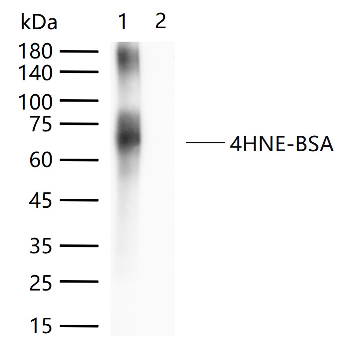 Rabbit anti-4 Hydroxynonenal Polyclonal Antibody
