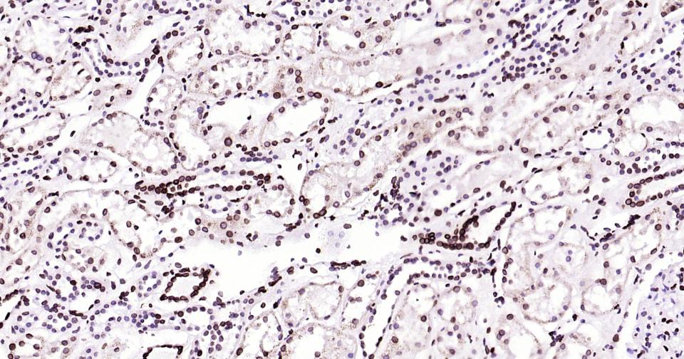 Rabbit anti-Lamin B1 Monoclonal Antibody