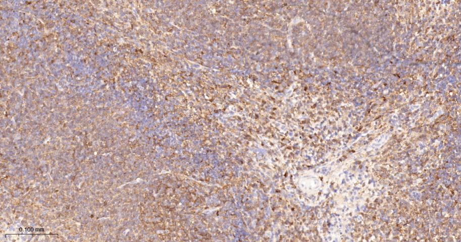 Rabbit anti-PKC δ Monoclonal Antibody