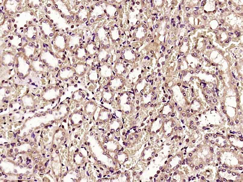 Rabbit anti-Dnmt3a Polyclonal Antibody
