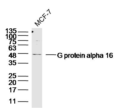 Rabbit anti-G Protein α16 Polyclonal Antibody