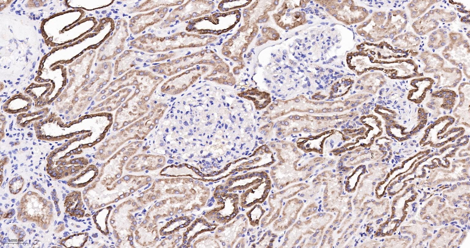 Rabbit anti-Cytochrome C Monoclonal Antibody
