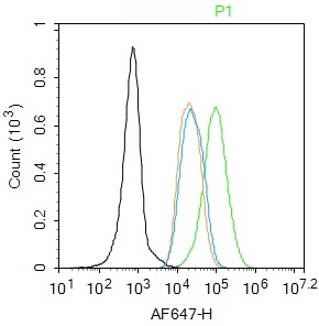 Rabbit anti-Phospho-Cyclin E1(Thr77) Polyclonal Antibody