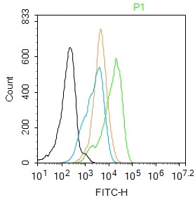 Rabbit anti-Phospho-NFKB p65(Ser276) Polyclonal Antibody