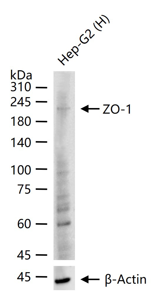 Rabbit anti-ZO-1 Polyclonal Antibody