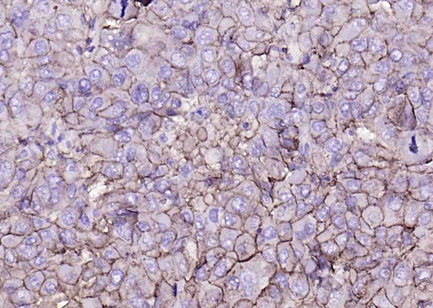 Rabbit anti-MHC Class I Monoclonal Antibody