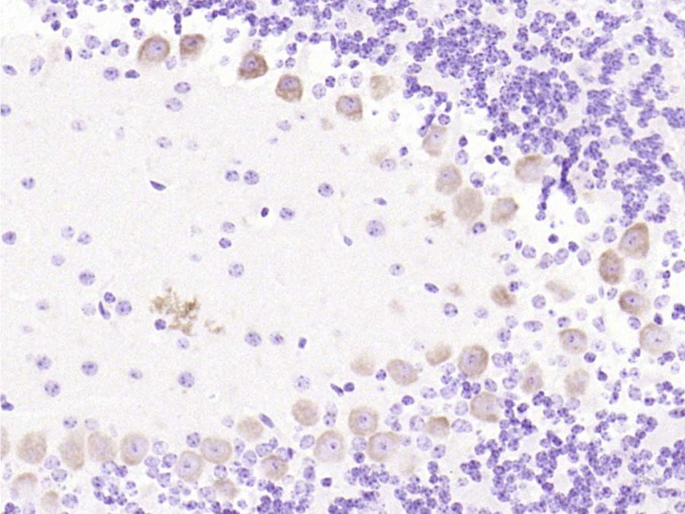 Rabbit anti-Phospho-GAP43(Ser41) Polyclonal Antibody
