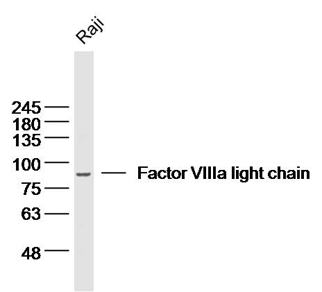 Rabbit Anti-Factor VIIIa light chain Polyclonal Antibody