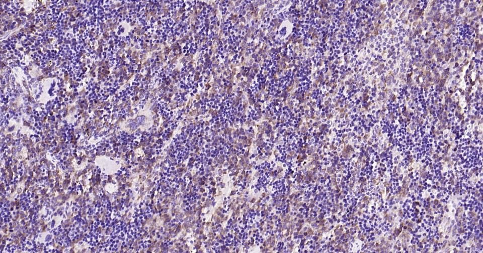 Rabbit anti-Cytochrome C Monoclonal Antibody