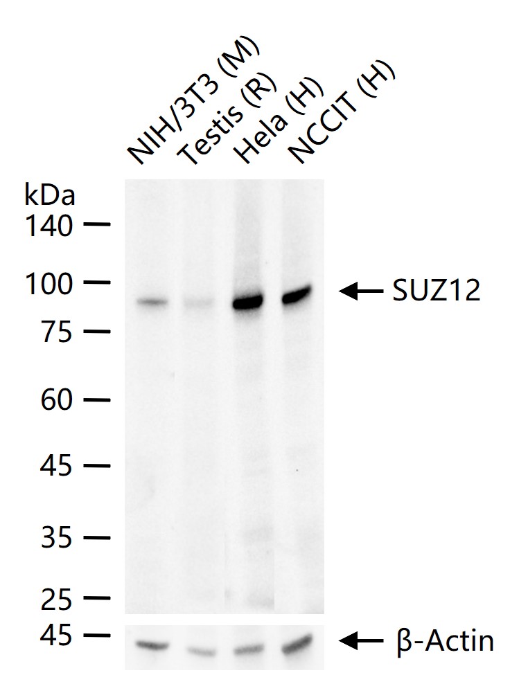 Rabbit anti-SUZ12 Monoclonal Antibody