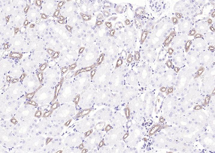 Rabbit anti-Uromodulin Polyclonal Antibody