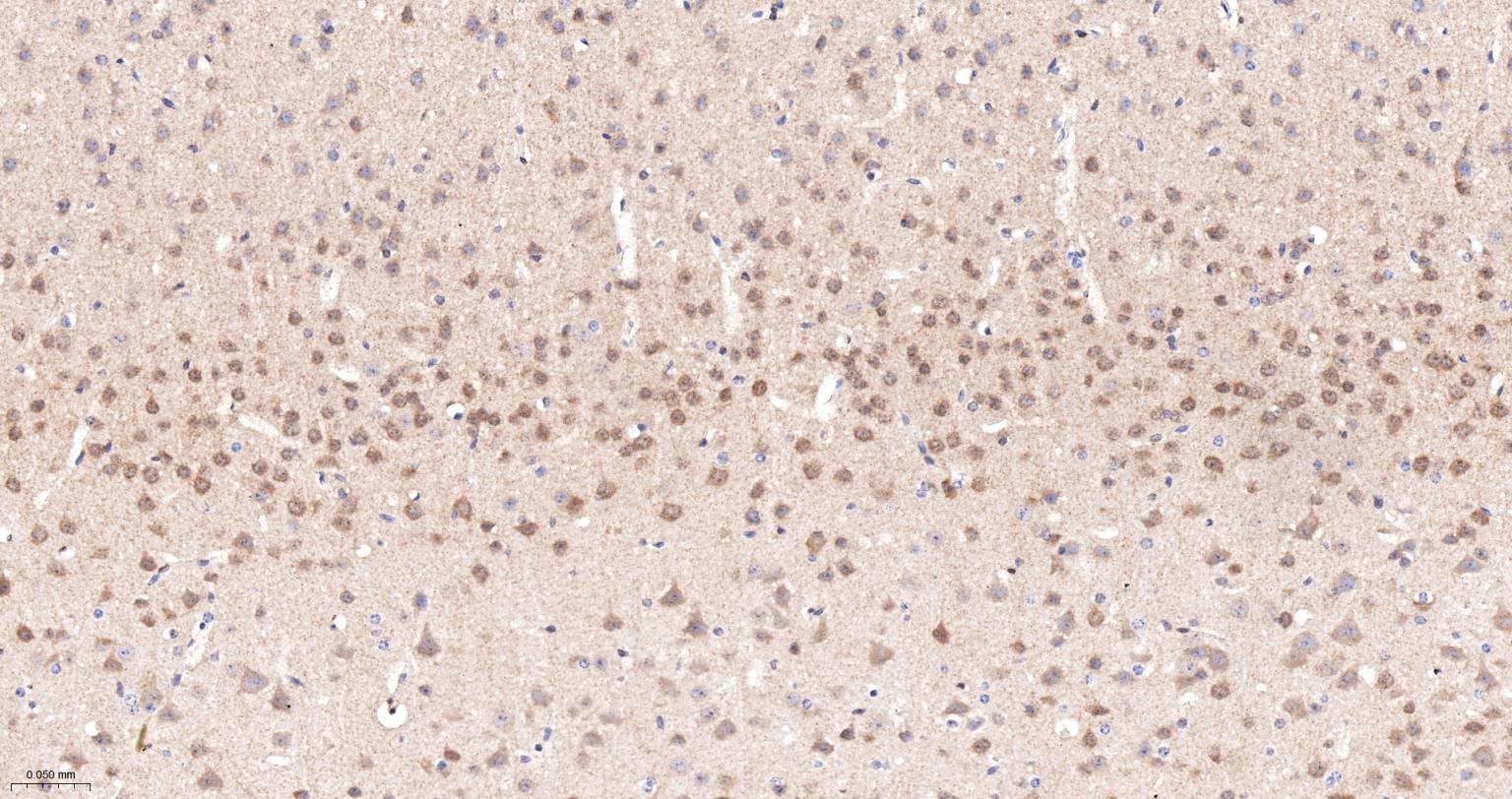 Rat anti-PTEN Monoclonal Antibody