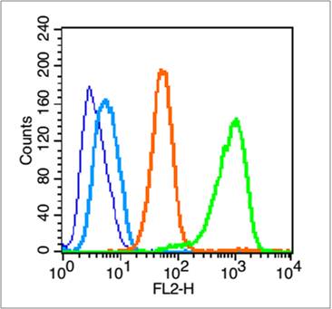 Rabbit anti-Phospho-Integrin β1(Tyr783) Polyclonal Antibody