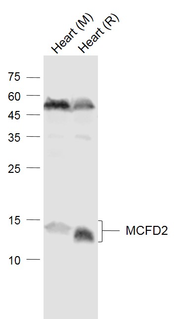 Rabbit anti-MCFD2 Polyclonal Antibody