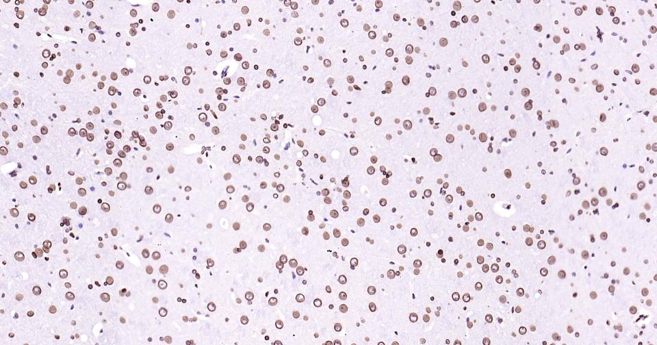 Rabbit anti-Lamin B1 Monoclonal Antibody