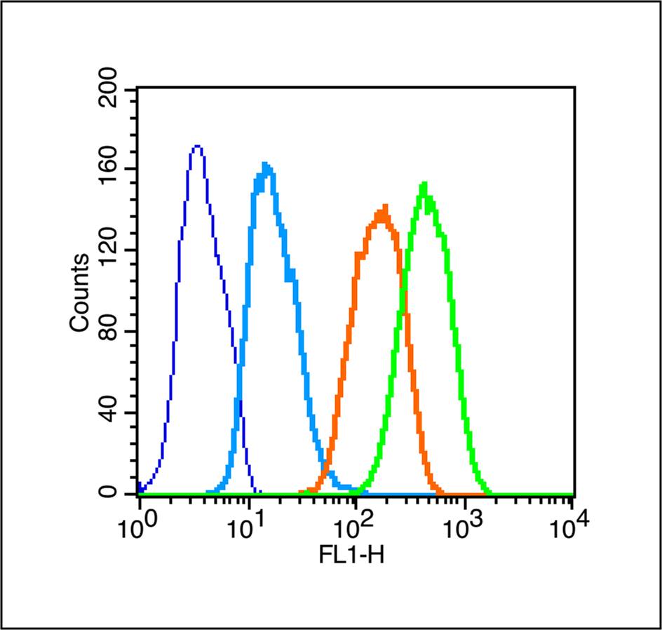 Rabbit anti-RASSF1A Polyclonal Antibody