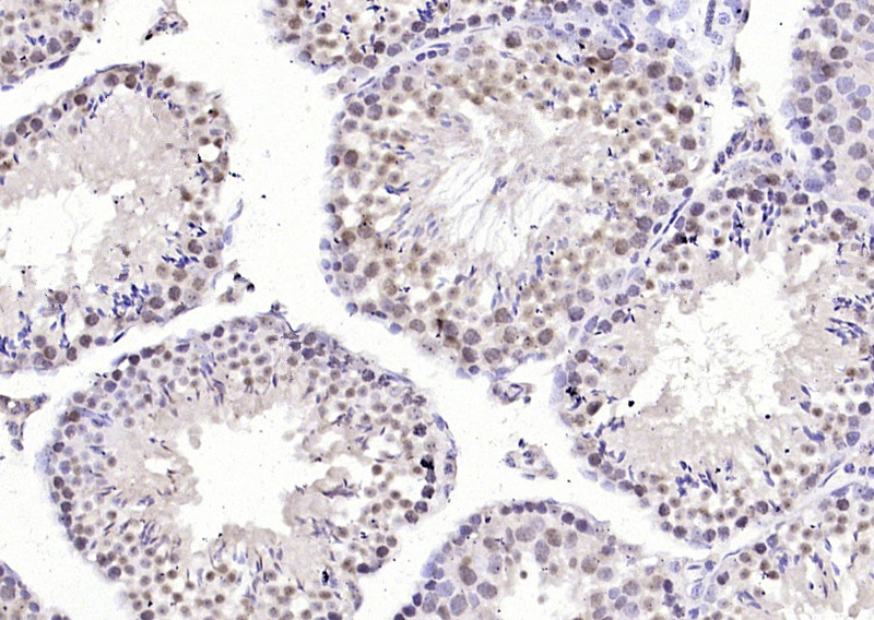Rabbit anti-Phospho-PPIG(Ser376) Polyclonal Antibody