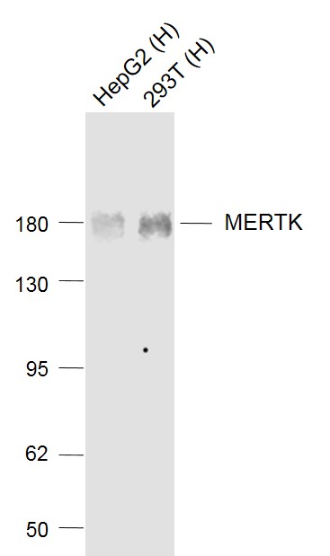 Rabbit anti-MERTK Monoclonal Antibody