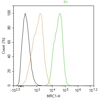 Rabbit anti-Macrophage Mannose Receptor 1 Monoclonal Antibody